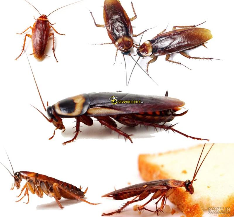 عکس سوسک چوب عکس سوسک چوب