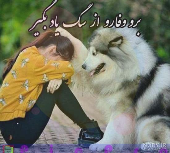 عکس سگ خانگی عکس سگ خانگی