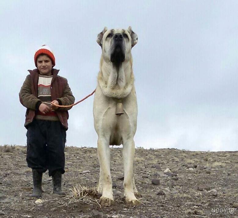 عکس سگ سرابی سیاه