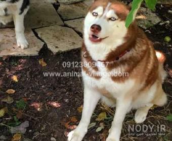 عکس سگ هاسکی سفید