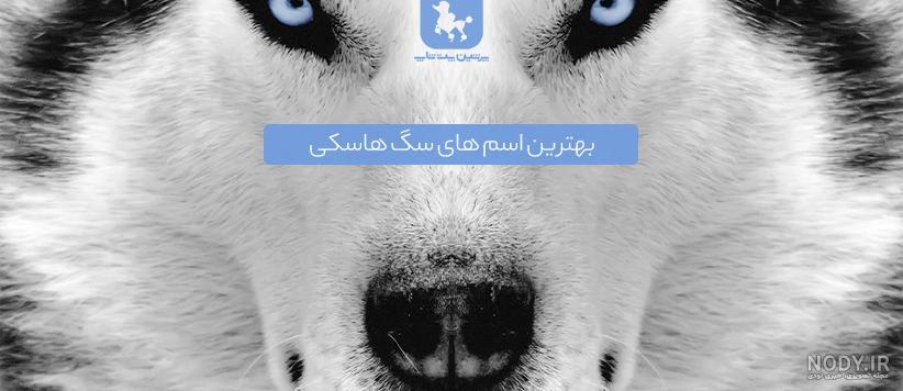 عکس سگ هاسکی مالاموت