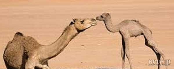 عکس شتر با بچه عکس شتر با بچه