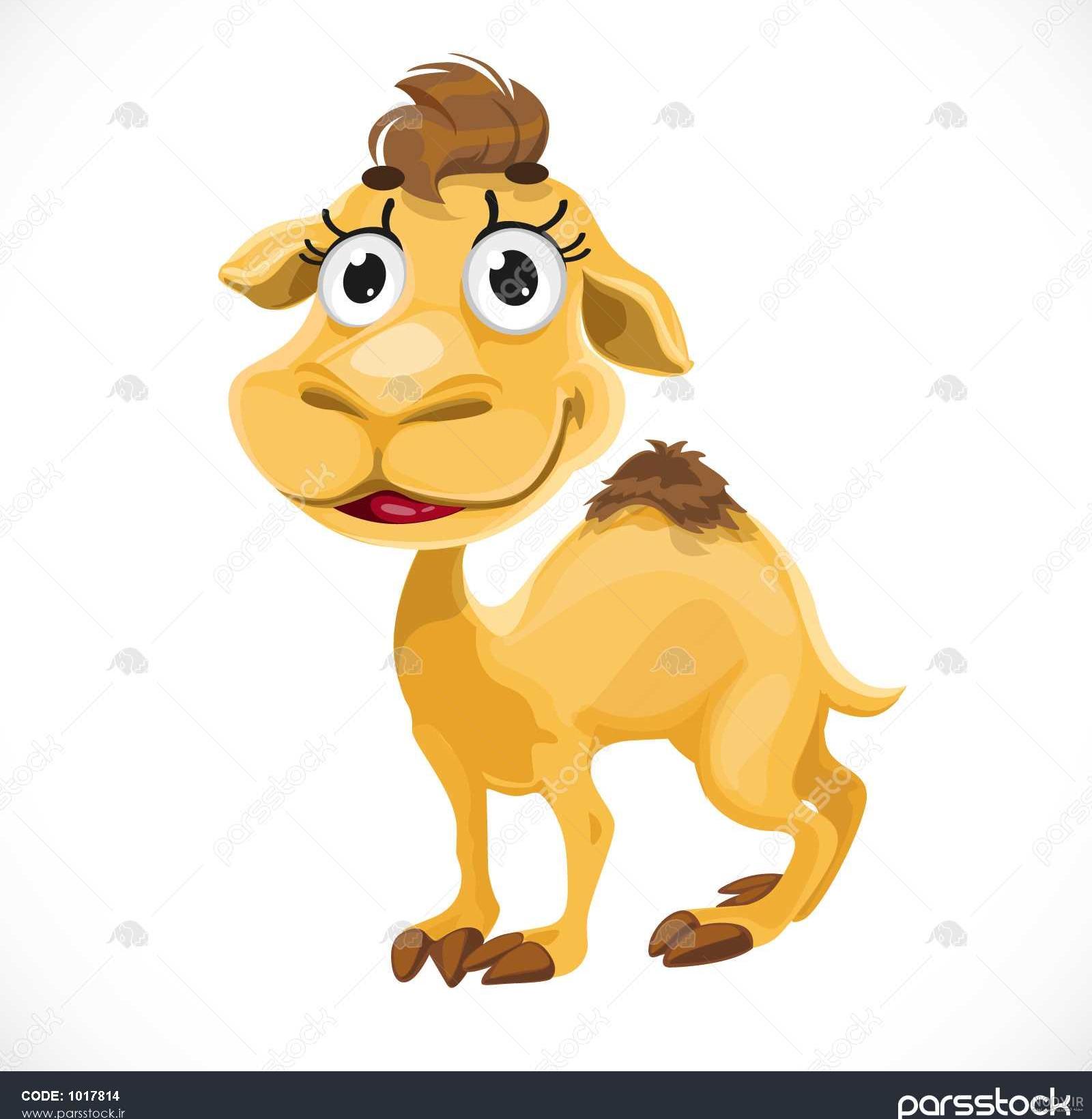 عکس شتر نر عکس شتر نر