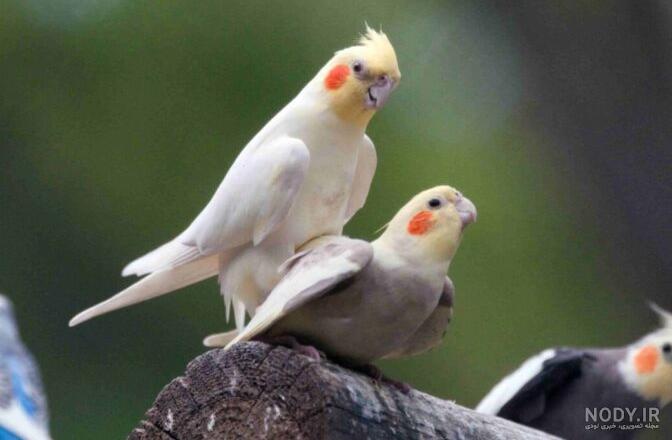عکس شپش عروس هلندی عکس شپش عروس هلندی