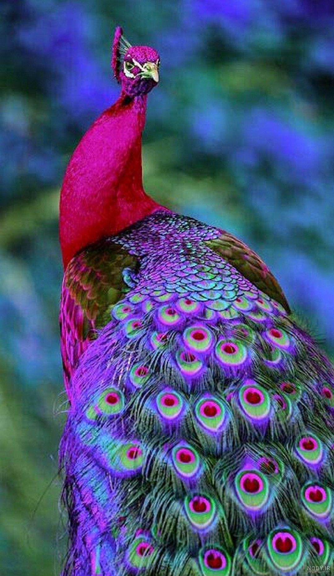 عکس طاووس زیبا برای پروفایل
