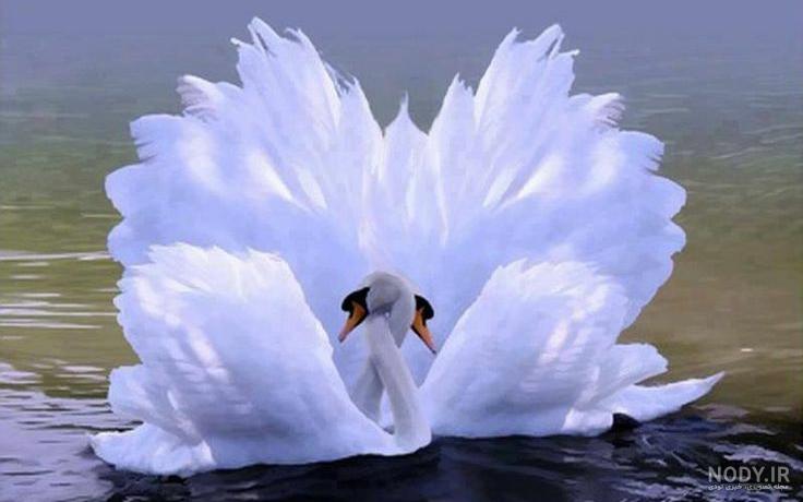 عکس قو سیاه