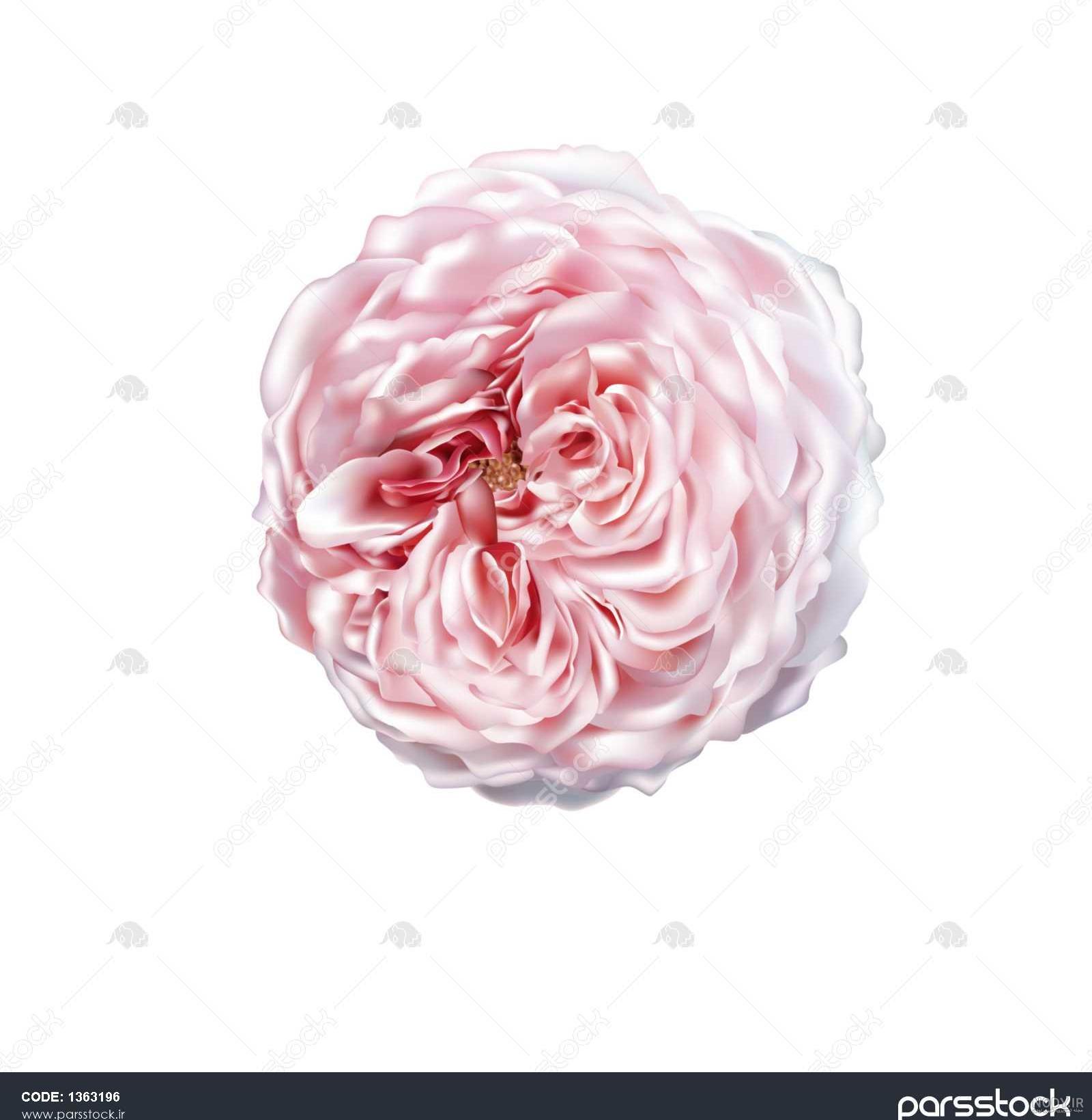 عکس ماشین صورتی واقعی