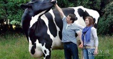 عکس های جالب گاو عکس های جالب گاو
