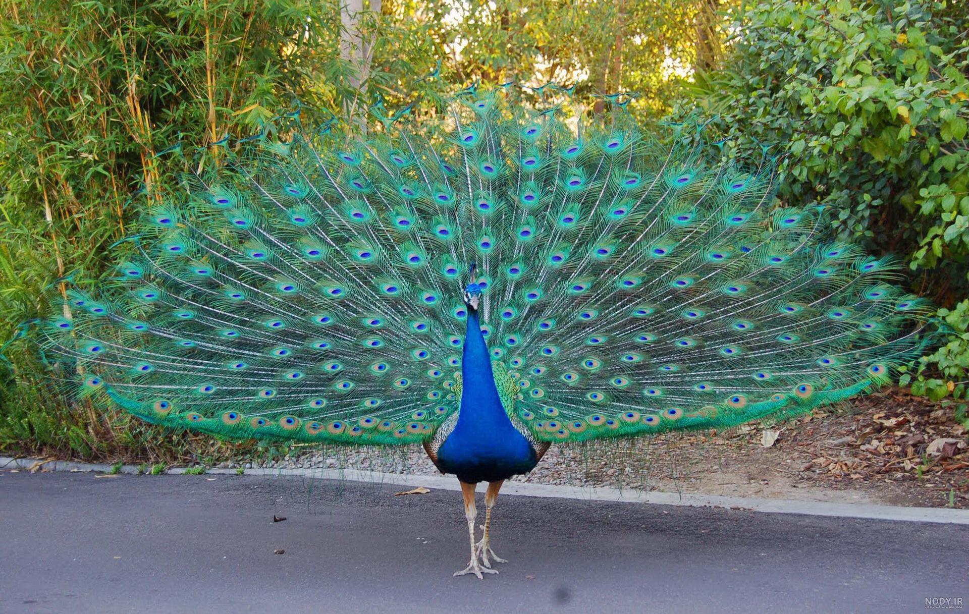 عکس پر طاووس