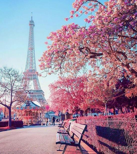عکس پلنگ صورتی برای پروفایل
