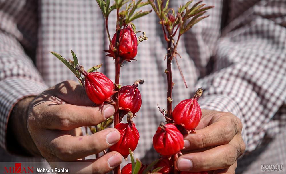 عکس چای ترش تازه