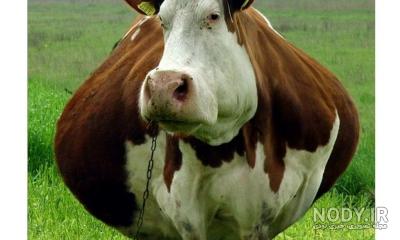عکس گاو برای سفره هفت سین