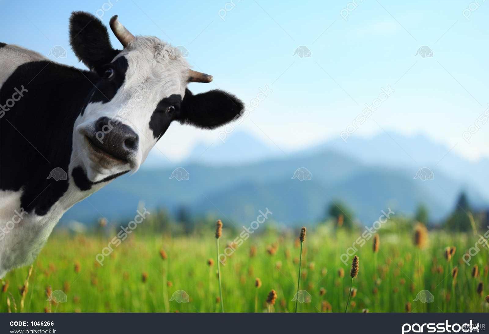 عکس گاو جالب عکس گاو جالب