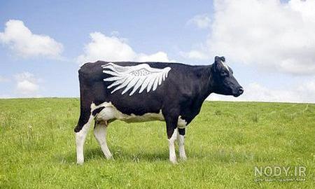 عکس گاو خنده دار عکس گاو خنده دار
