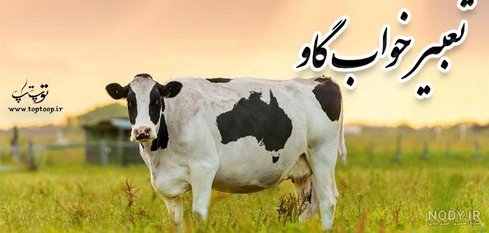 عکس گاو عروسکی عکس گاو عروسکی
