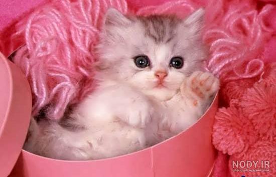 عکس گربه خانگی عکس گربه خانگی