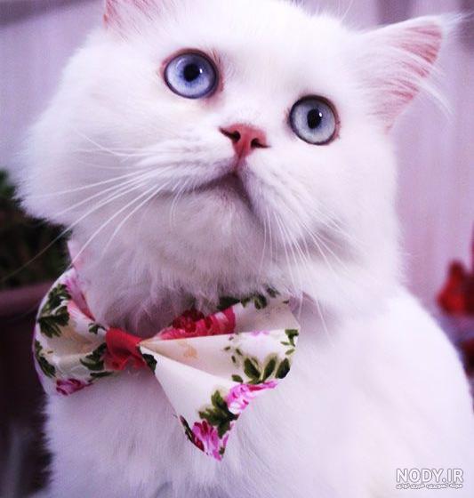 عکس گربه خانگی سفید عکس گربه خانگی سفید