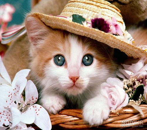 عکس گربه شیک برای پروفایل عکس گربه شیک برای پروفایل