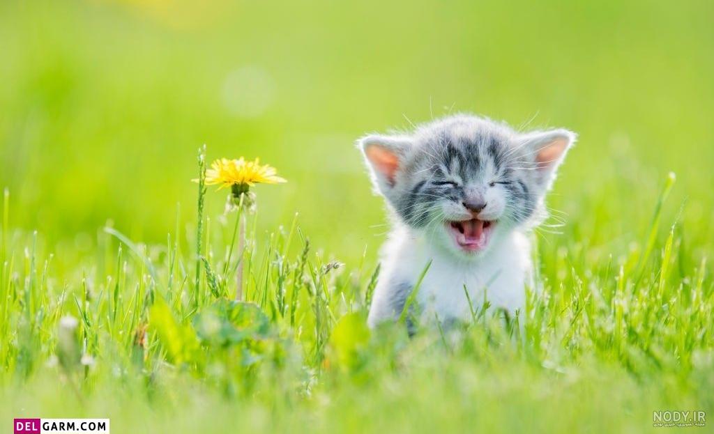 عکس گربه ناز برای پروفایل عکس گربه ناز برای پروفایل