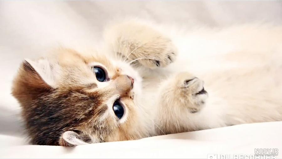 عکس گربه گوگولی عکس گربه گوگولی
