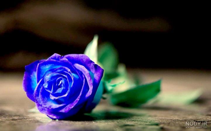 عکس گل رز آبی و بنفش
