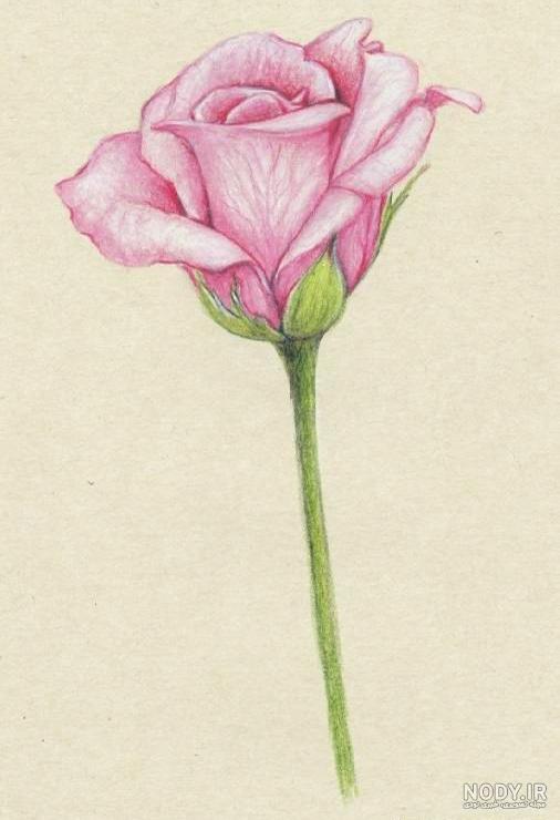 عکس گل نوشته دار عکس گل نوشته دار