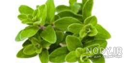 عکس گیاه خشک مرزنجوش