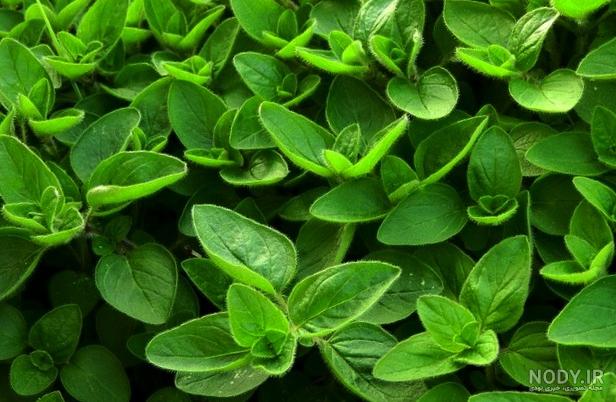 عکس گیاه دارویی مرزنجوش
