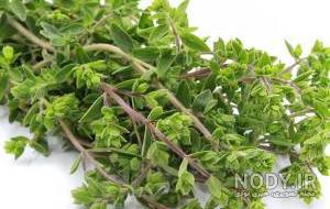 عکس گیاه مرزنجوش