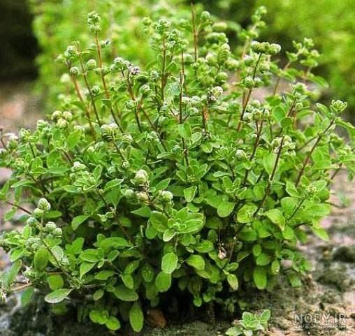 عکس گیاه مرزنجوش خشک شده