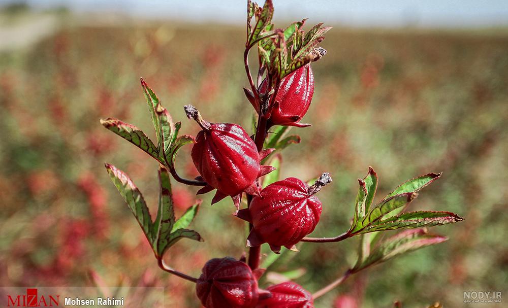 فواید چای ترش