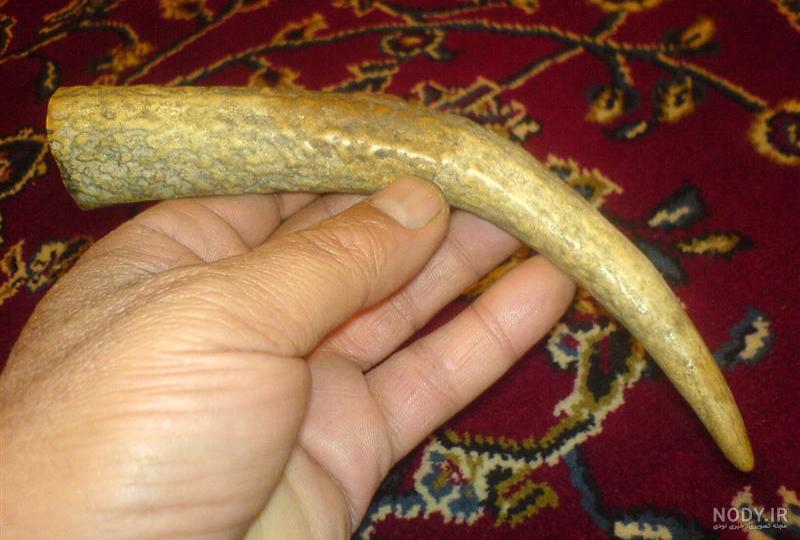 فیلم نقاشی آهو