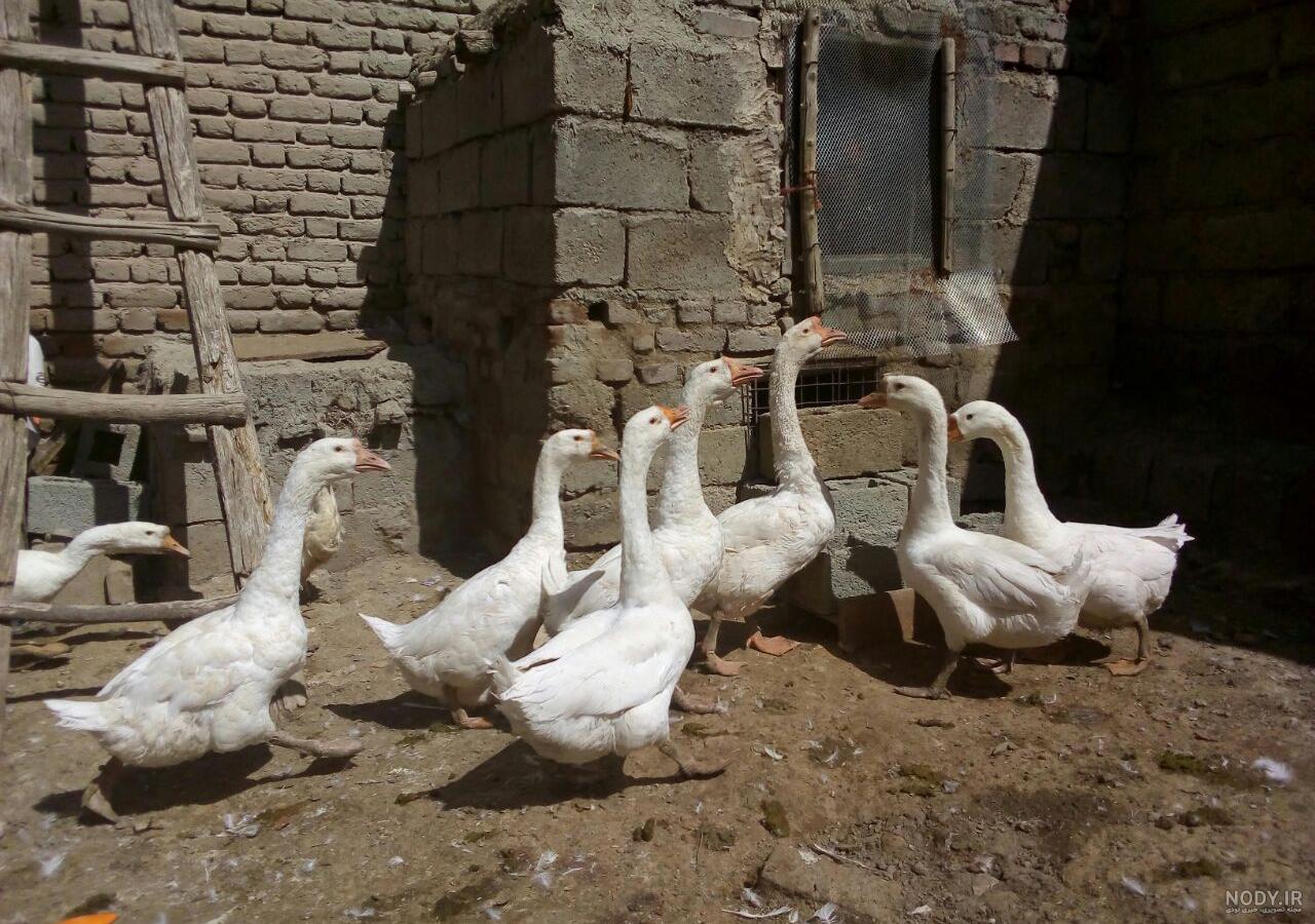 قوغاز ویکی پدیا