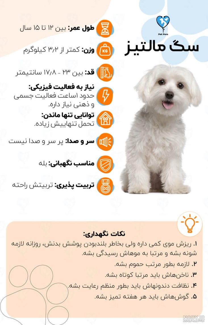مالتیز بهتر است یا شیتزو