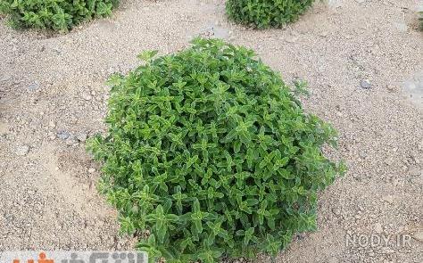 مضرات مرزنجوش