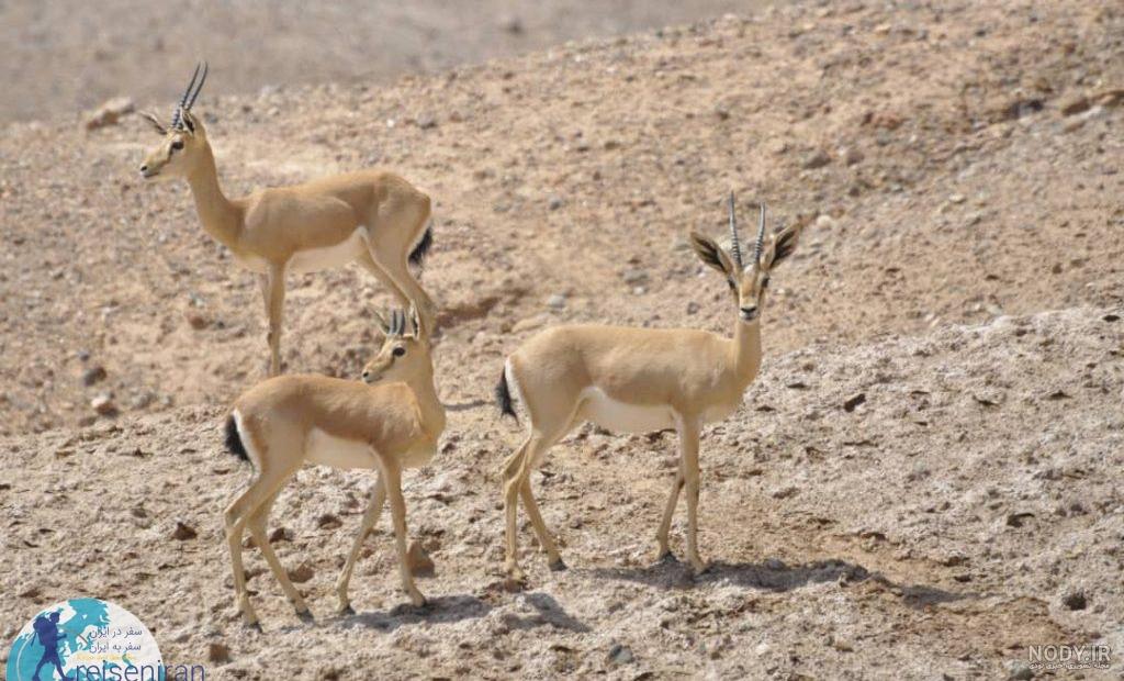 نقاشی آهو فانتزی