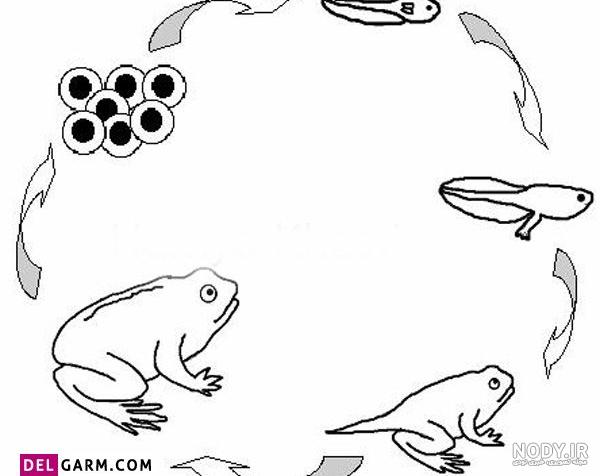 نقاشی قورباغه واقعی نقاشی قورباغه واقعی