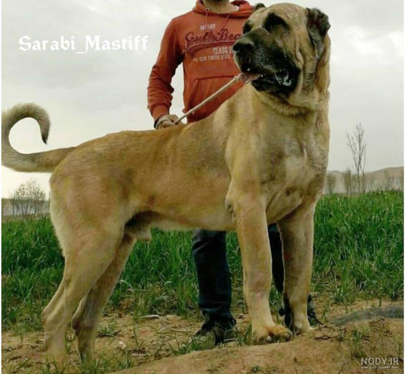 نژاد سگ عروسکی