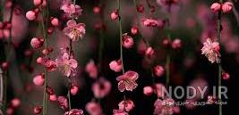 پروفایل بوی بهار