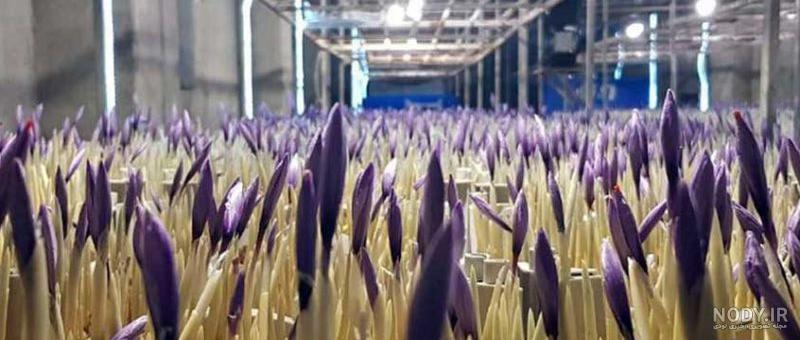 آموزش رایگان کشت گلخانه ای زعفران آموزش رایگان کشت گلخانه ای زعفران