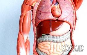 آناتومی شکم سمت راست آناتومی شکم سمت راست