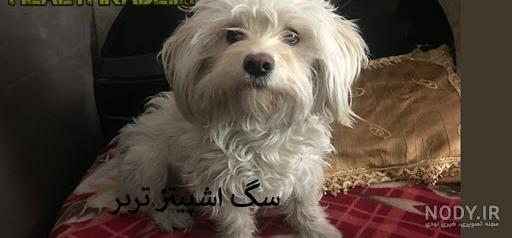 انواع نژاد سگ انواع نژاد سگ