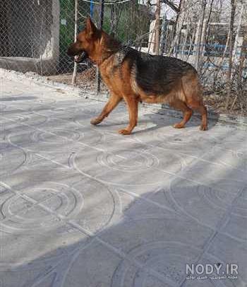 بارداری سگ از انسان