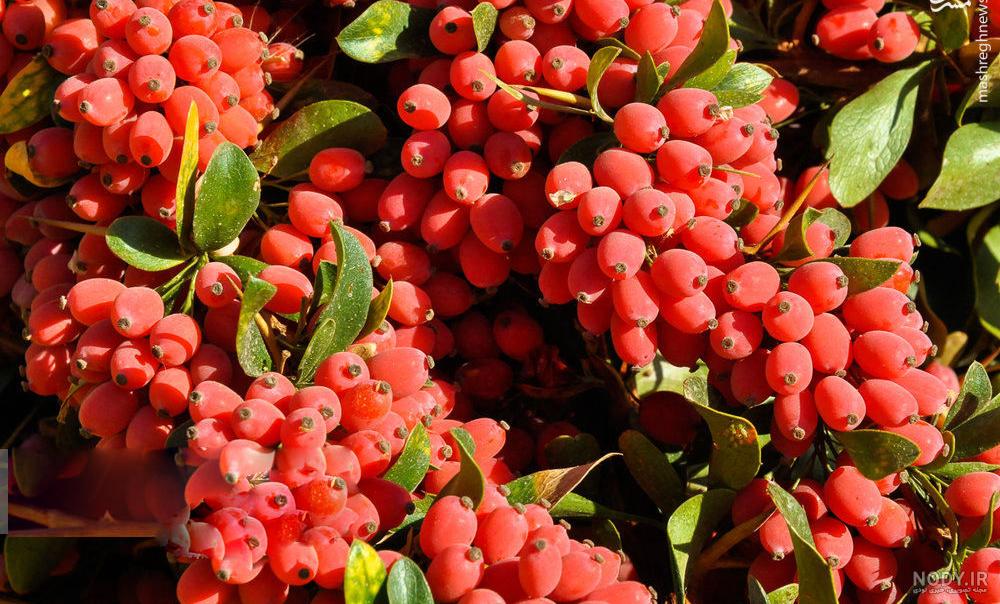 باغ زرشک اصفهان باغ زرشک اصفهان