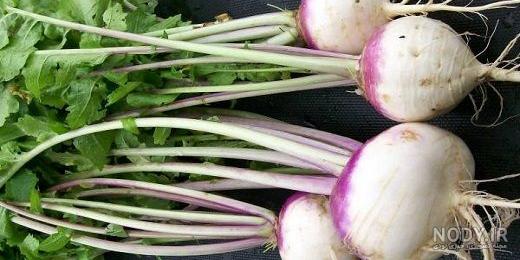 برگ چغندر برگ چغندر