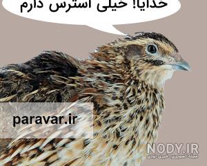 تغذیه جوجه بلدرچین
