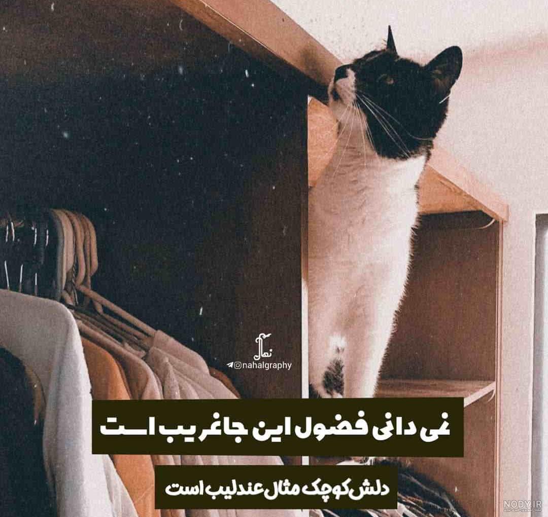 جواب های دندان شکن با شعر