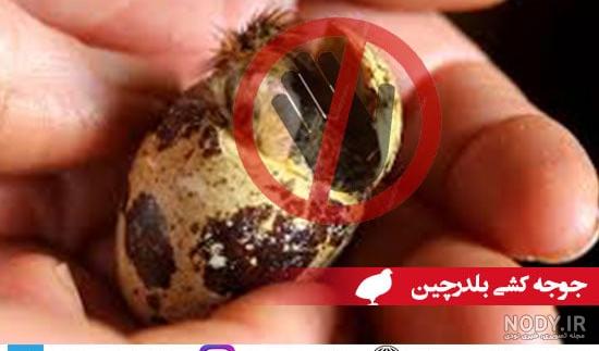 جوجه بلدرچین من