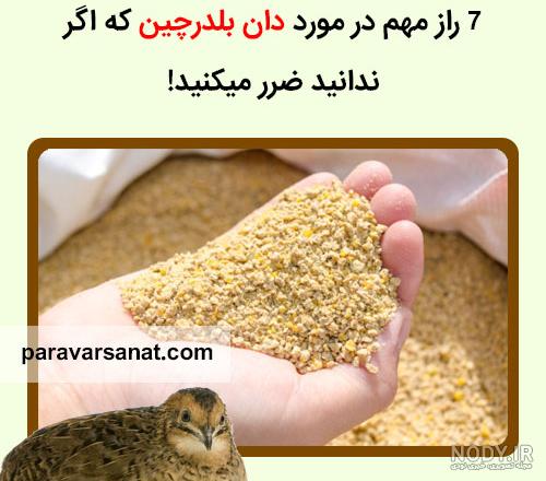 جوجه کشی بلدرچین