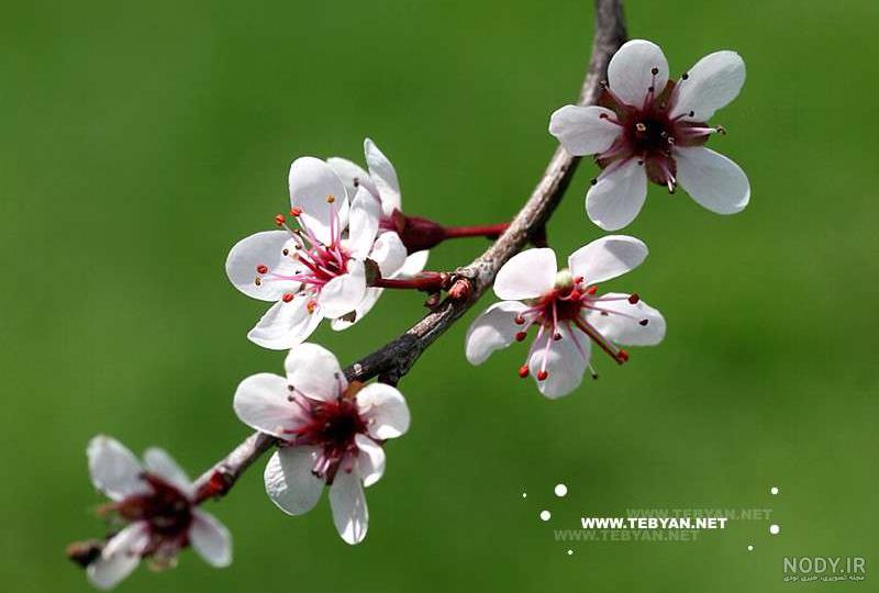خیابان مرتضوی خیابان مرتضوی